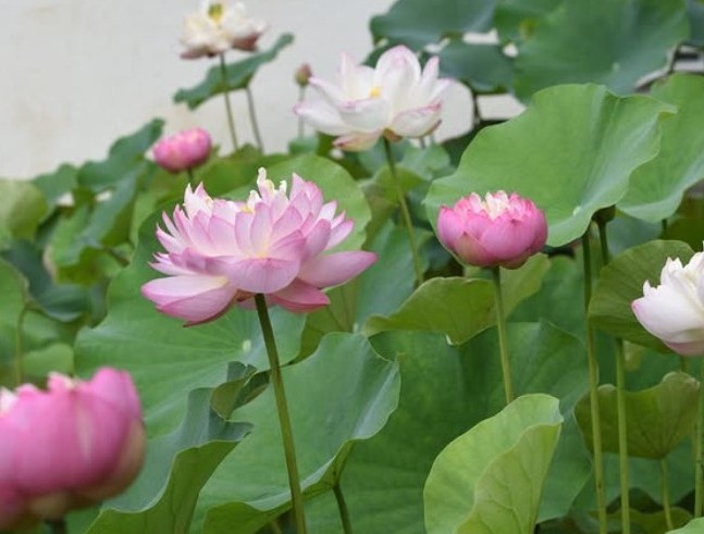 街歩きヒストリア写真 夏の境内を彩る蓮の花。住職が丹精込めて育てておられます。(写真:妙風寺提供)