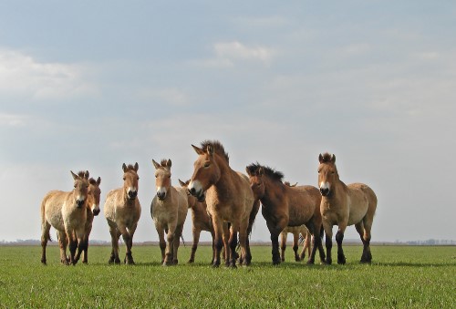 プスタ（大平原）に生きる馬たちの写真