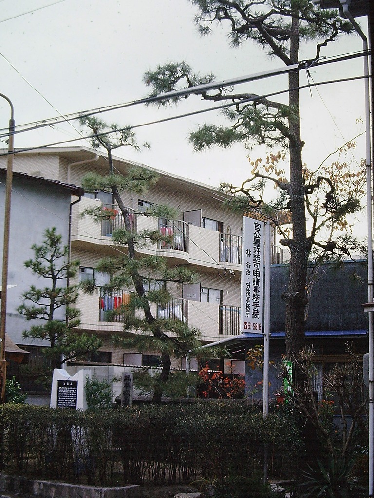 三本松の写真
