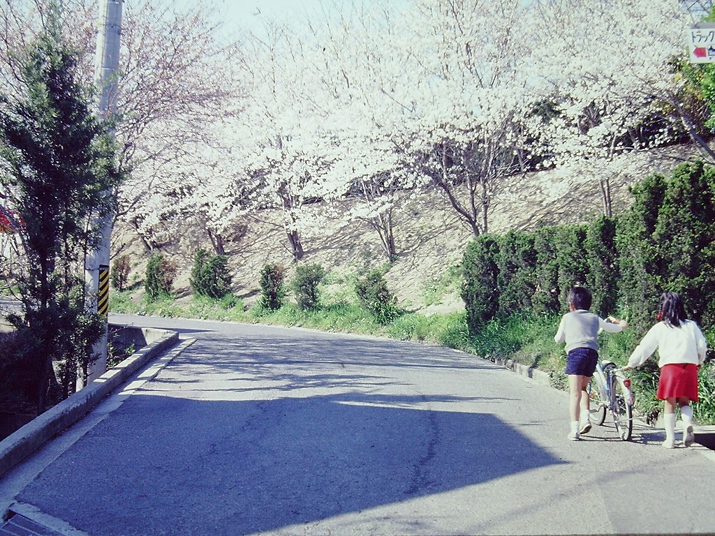 切り通し道の写真