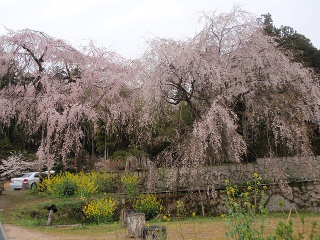 県の天然記念物「神原のしだれ桜」