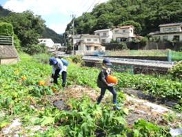 かぼちゃ収穫