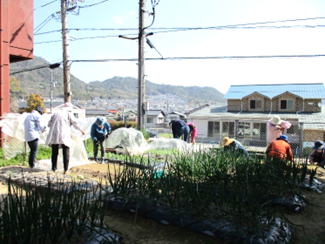 野菜畑
