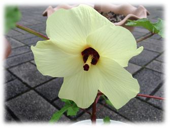 トロロアオイの花の写真 トロロアオイの花の写真