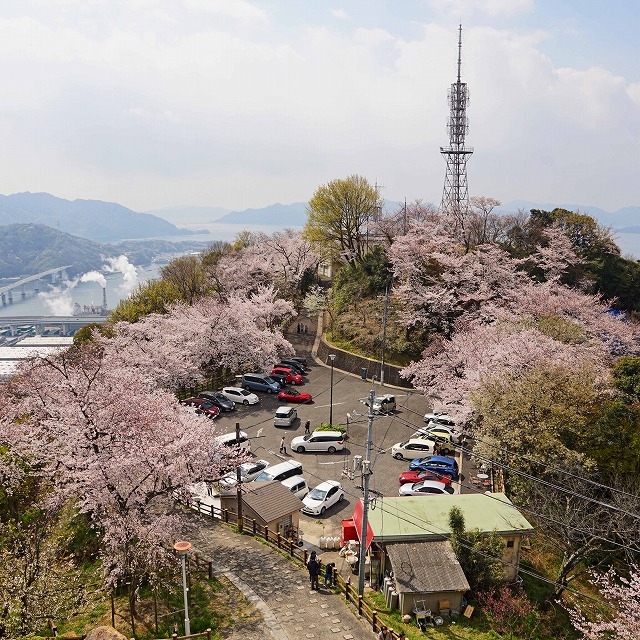 黄金山山頂の桜の写真