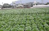 広島菜栽培風景の拡大写真へリンク