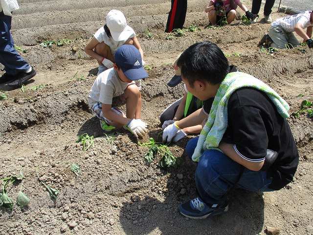サツマイモの苗植え