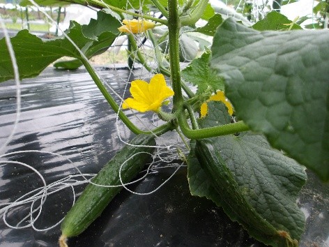 野菜の写真