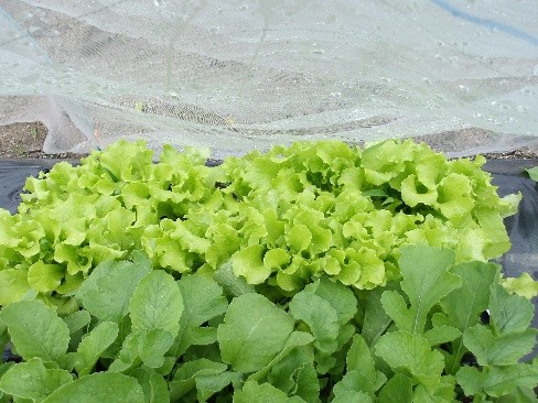 野菜の写真