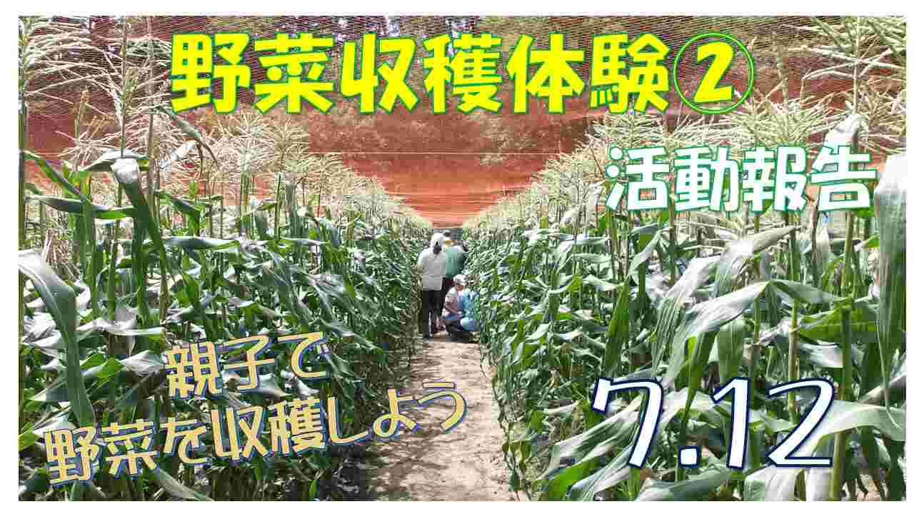 野菜収穫体験②
