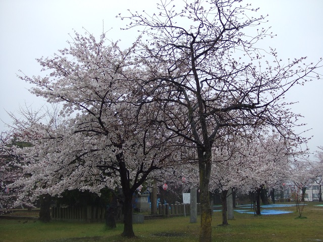 海老山の桜を撮影した写真
